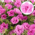 Bild von Calibrachoa double P12 Pink